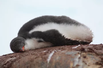 Fototapeten Eselpinguin-Antarktis © bummi100
