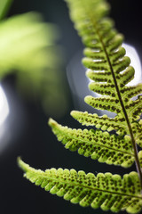 Young green leaf of fern
