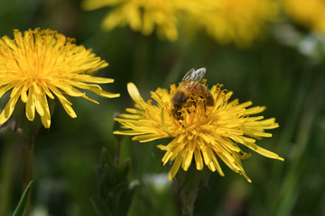 Honey bee collecting pollen from a dandelion flower