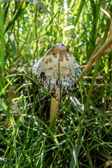 Trip to Trebur - Germany Hessen 