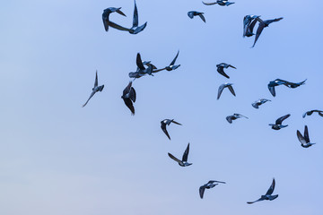 A flock of gray doves (lat. Columba livia) flying in the sky