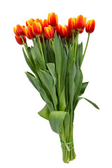 Red tulips bouquet in white pot isolated over white background. Mothers Day, Birthday, Valentines Day concept.