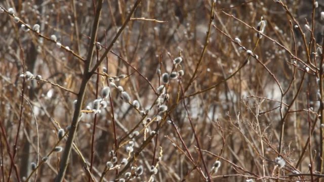 Willow earrings catkins on background of rapid flow of melt water