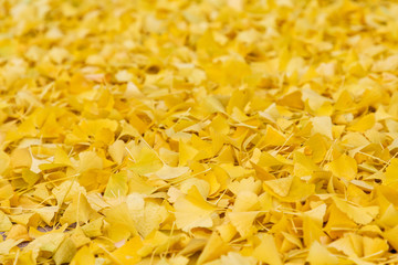Yellow ginkgo leaves lie on the ground after a hard frost in the fall. 
