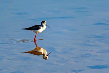 Black-winged stilt or Himantopus himantopus