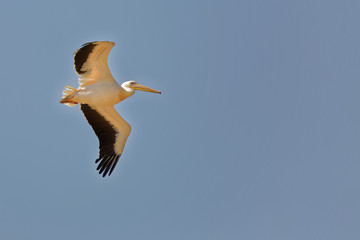 Fototapeta na wymiar Pélican blanc en vol