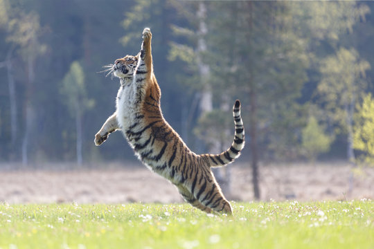 Fototapeta Sibirischer Tiger im Sprung