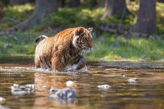 Sibirischer Tiger im See