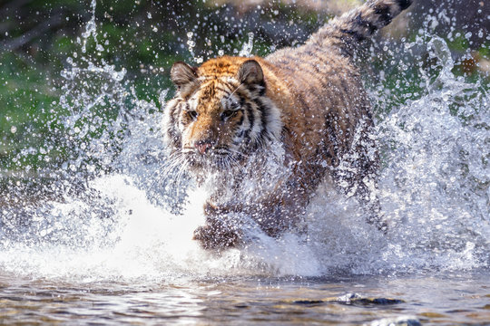 Fototapeta Sibirischer Tiger im See