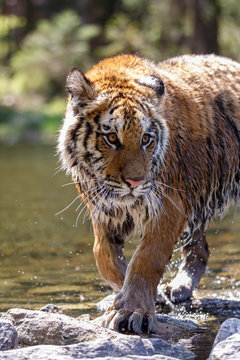Sibirischer Tiger im See