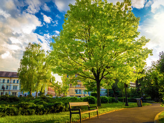 Fresh green tree into the central park of Brasov city, in spring season, Romania