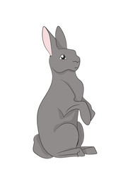 hare gray vector