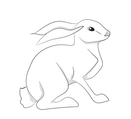 white hare vector, white background