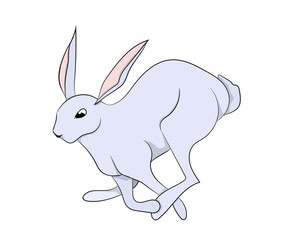white hare vector, white background