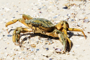 Beautiful crab crawl on the coast of the Black Sea