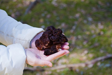 Gyromitra Esculenta known as False morel in the forest.