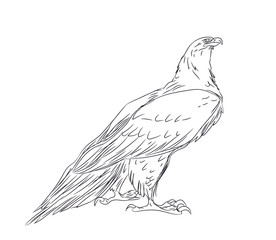 eagle sits, lines, vector