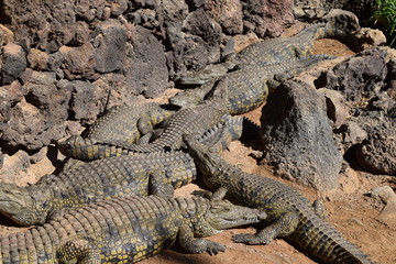 Crocodiles