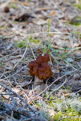 Gyromitra Esculenta known as False morel in the forest.