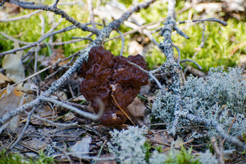 Fototapeta premium Gyromitra Esculenta known as False morel in the forest.