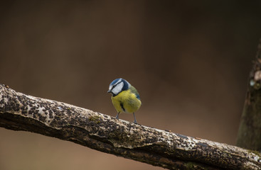 Blue tit on a branch