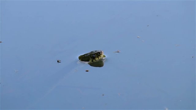 Natrix Natrix, grass snake in water