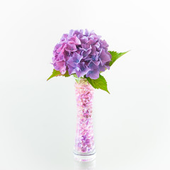 A beautiful hydrangea flower in a decorative vase. Centerpiece on the table isolated on white background.