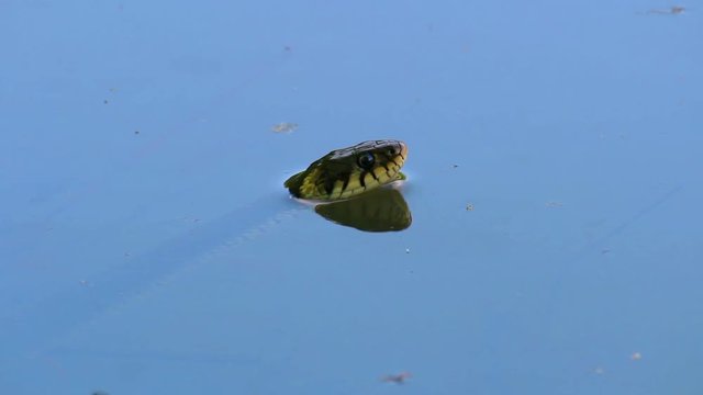 Natrix Natrix, grass snake in pond