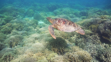 Fototapeta na wymiar Sea turtle swimming underwater over corals. Sea turtle moves its flippers in the ocean under water. Wonderful and beautiful underwater world. Diving and snorkeling in the tropical sea. Philippines.