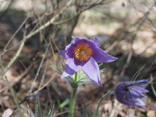 In the forest blossoms of the rock-lily. The first spring forest flower.