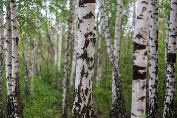 Grove of birch trees with green leaves in spring