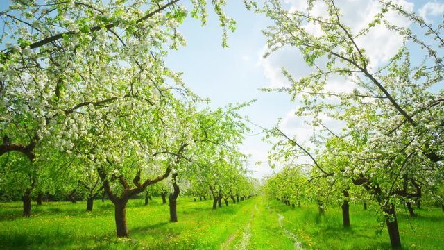 Apple blossoming orchard, panoramic time-lapse