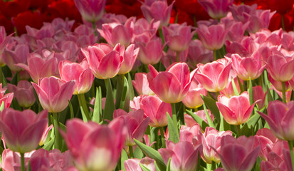 red tulips grow on a flower bed next to a green meadow
