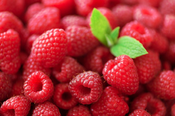 Fresh organic raspberries with mint leaves. Fruit background with copy space. Summer and berries harvest concept. Vegan, vegetarian, raw food.