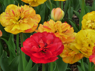 Red and yellow tulips on the flower bed in the garden