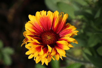 Gaillardia Grandiflora, Perennial blanket flower red and yellow