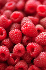 Ripe raspberries macro. Selective focus. Fruit background with copy space. Summer and berries harvest concept. Vegan, vegetarian, raw food.