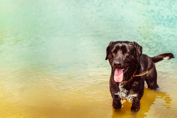 dog black in color, nice posing on camera while standing in water