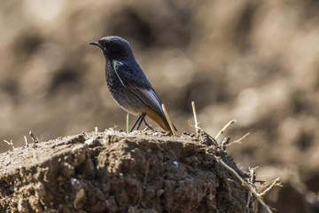 Hausrotschwanz (Phoenicurus ochrurus)