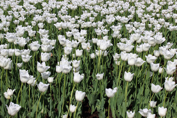 Fototapeta premium White tulips in the meadow