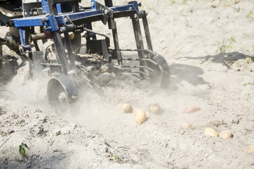 picking potatoes in the fall with a minitractor