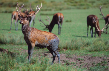 Cervus elaphus - Cervo