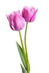 Obraz premium Two spring flowers. Tulips isolated on white.