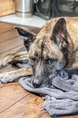 sleepy dog looks while resting on floor and gray cloth