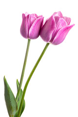 Two spring flowers. Tulips isolated on white.