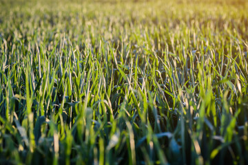 Front view dark green sedges (Carex) grass leaves, abstract botanical background.