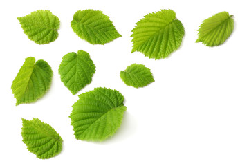 hazelnut leaves isolated on white background. top view