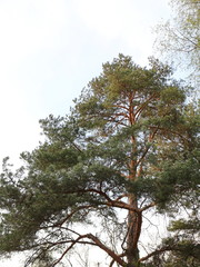 tops of trees against the sky
