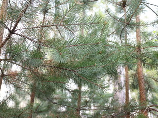 pine growing in the forest