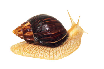 Giant african snail isolated on white background.